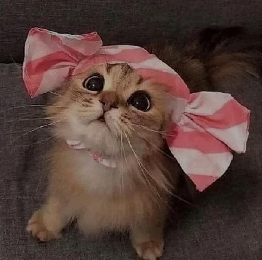 😍 Стикер «ANIM3M3S» для Telegram
