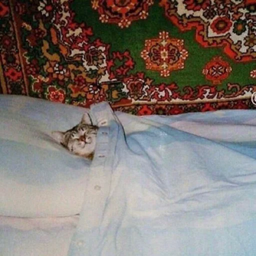 😴 Стикер «ANIM3M3S» для Telegram