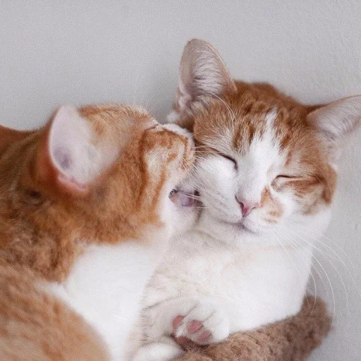 🥰 Стикер «ANIM3M3S» для Telegram