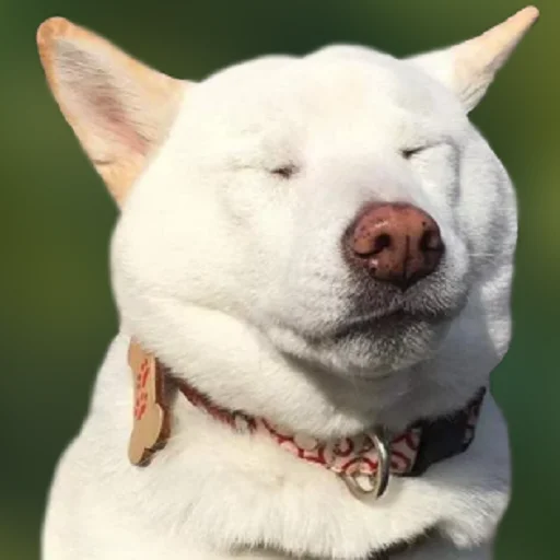 ☺️ Стикер «ANIM3M3S» для Telegram