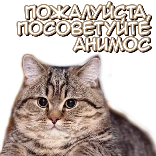 🐱 Стикер «Anime Emotion Meme» для Telegram