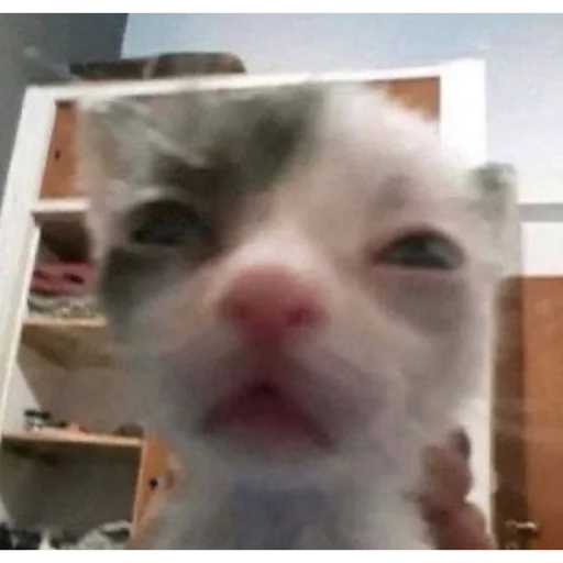 🤨 Стикер «meme!! ‍⬛» для Telegram