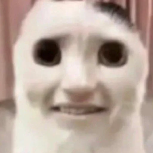 😬 Стикер «meme!! ‍⬛» для Telegram