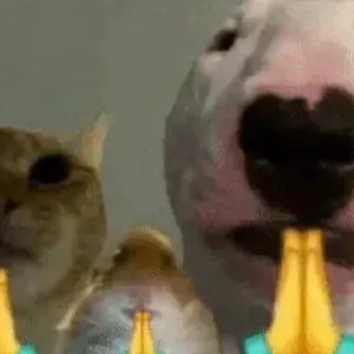 🙏 Стикер «meme!! ‍⬛» для Telegram