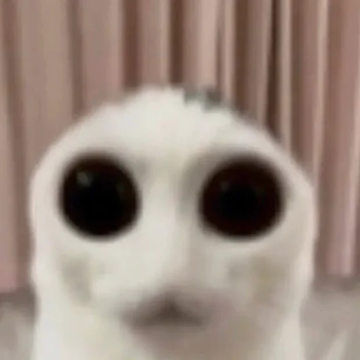 😌 Стикер «meme!! ‍⬛» для Telegram