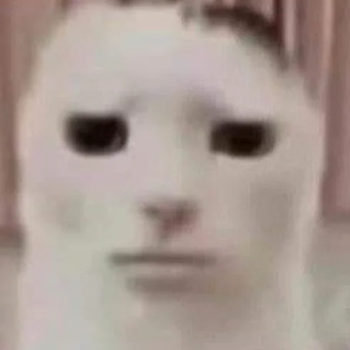 😐 Стикер «meme!! ‍⬛» для Telegram