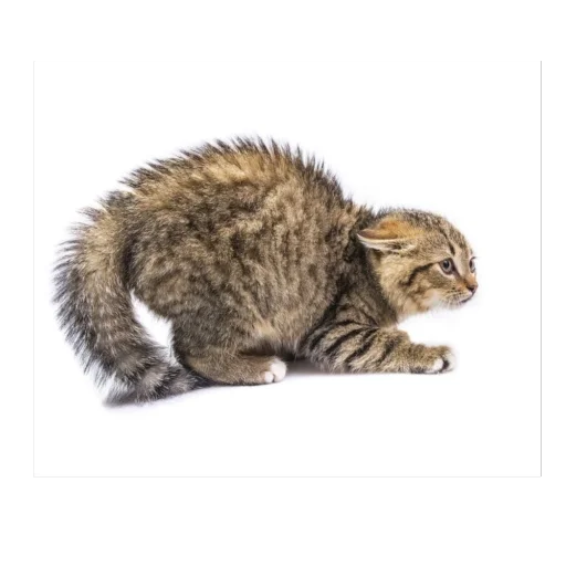🫥 Стикер «meme!! ‍⬛» для Telegram