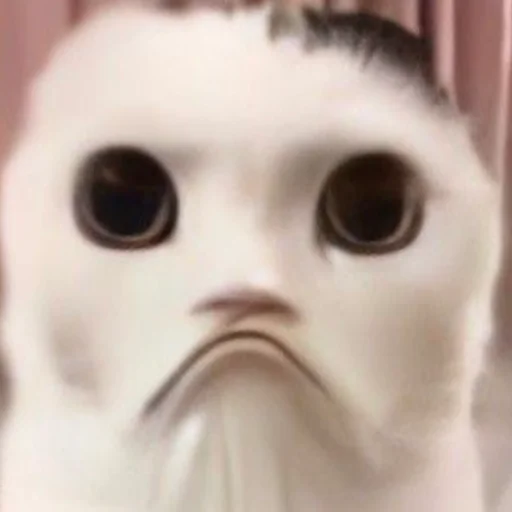 🥺 Стикер «meme!! ‍⬛» для Telegram