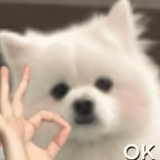 👌 Стикер «meme!! ‍⬛» для Telegram