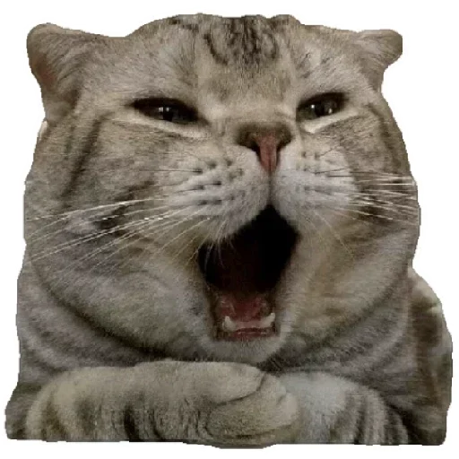 😸 Стикер «Anak_kucing» для Telegram