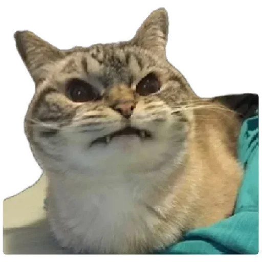 😍 Стикер «Anak_kucing» для Telegram