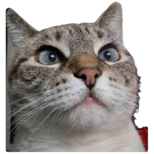 😸 Стикер «Anak_kucing» для Telegram