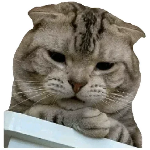 😸 Стикер «Anak_kucing» для Telegram