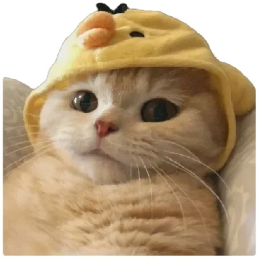 😸 Стикер «Anak_kucing» для Telegram