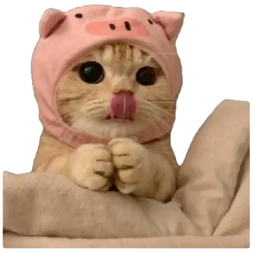 😸 Стикер «Anak_kucing» для Telegram