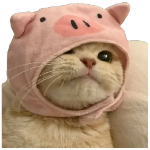😸 Стикер «Anak_kucing» для Telegram