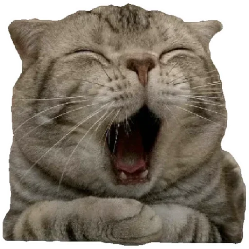 😸 Стикер «Anak_kucing» для Telegram