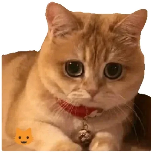 😸 Стикер «Anak_kucing» для Telegram
