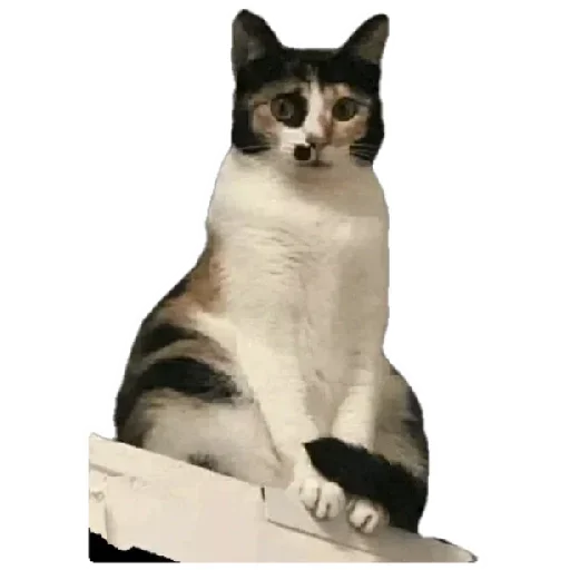 😸 Стикер «Anak_kucing» для Telegram
