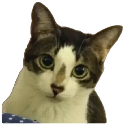 😸 Стикер «Anak_kucing» для Telegram