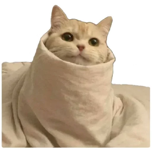 😸 Стикер «Anak_kucing» для Telegram