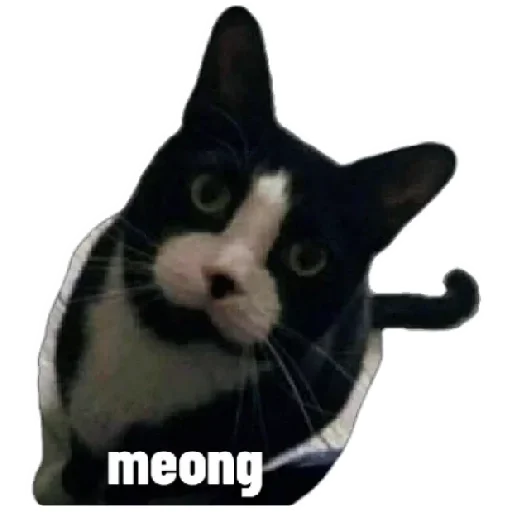 😸 Стикер «Anak_kucing» для Telegram