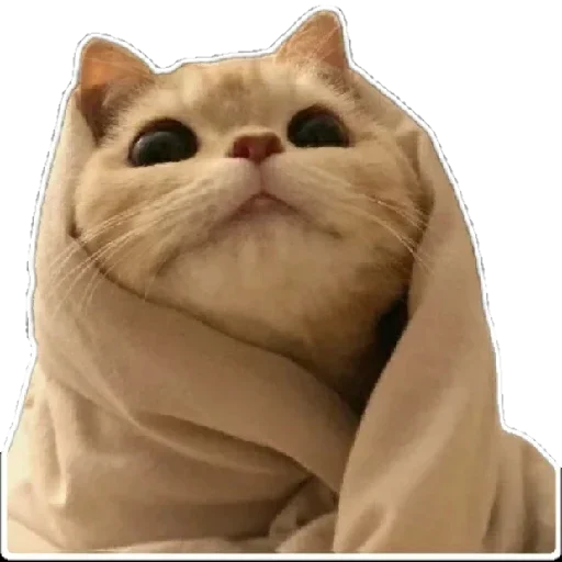😸 Стикер «Anak_kucing» для Telegram