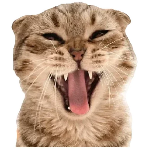 😸 Стикер «Anak_kucing» для Telegram