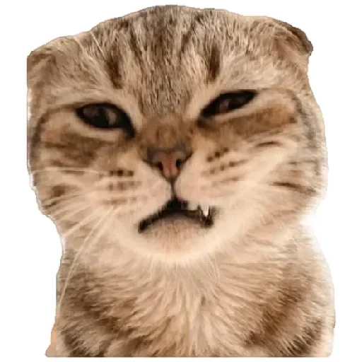 😸 Стикер «Anak_kucing» для Telegram