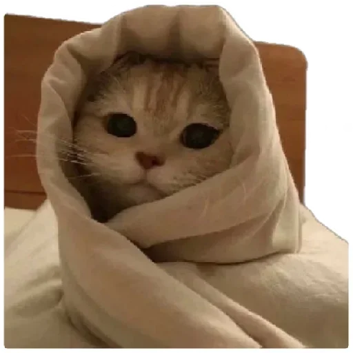😸 Стикер «Anak_kucing» для Telegram