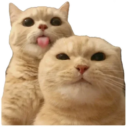 😸 Стикер «Anak_kucing» для Telegram