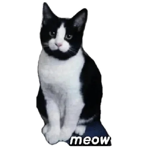 😸 Стикер «Anak_kucing» для Telegram