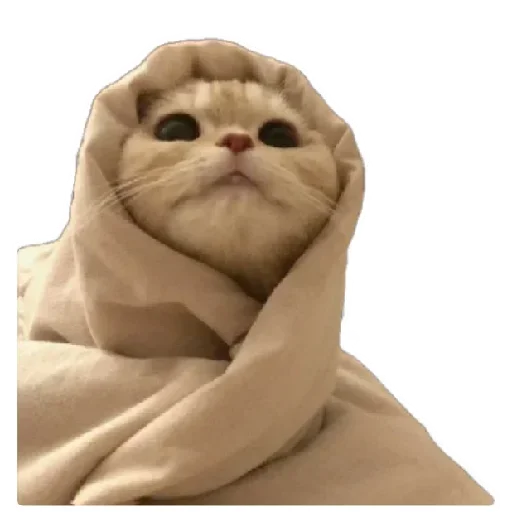 😸 Стикер «Anak_kucing» для Telegram