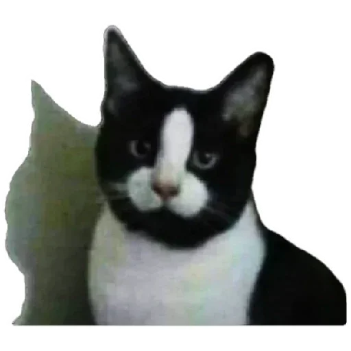 😸 Стикер «Anak_kucing» для Telegram
