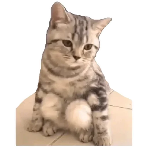 😸 Стикер «Anak_kucing» для Telegram