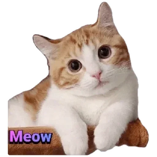 Стикерпак Anak_kucing для Telegram