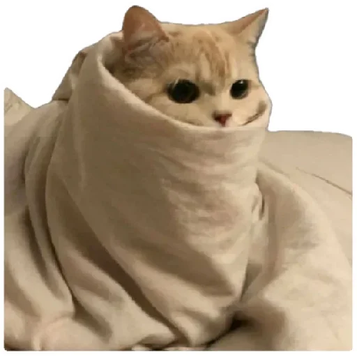 😸 Стикер «Anak_kucing» для Telegram