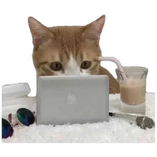 😸 Стикер «Anak_kucing» для Telegram