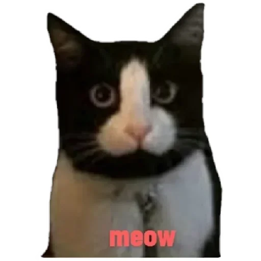 😸 Стикер «Anak_kucing» для Telegram