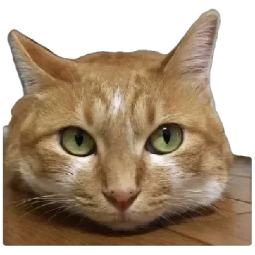 🐈 Стикер «Anak_kucing» для Telegram