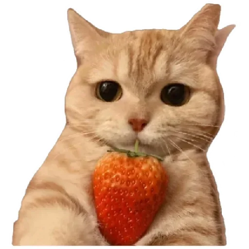 😸 Стикер «Anak_kucing» для Telegram