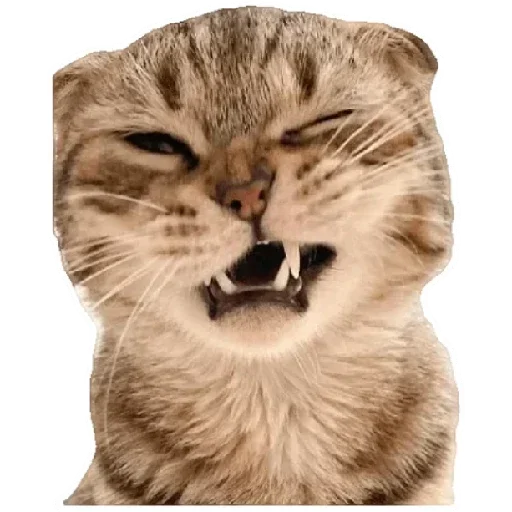😍 Стикер «Anak_kucing» для Telegram