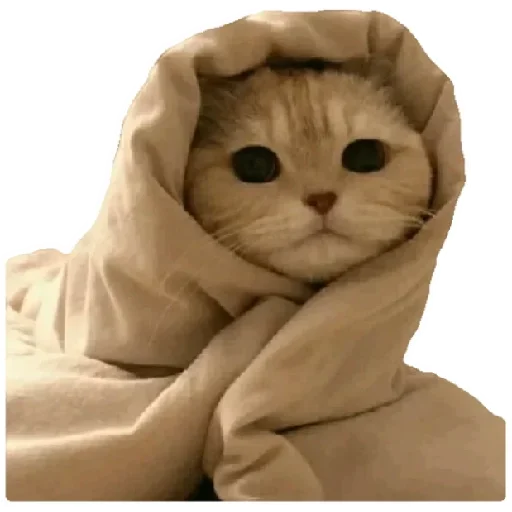 😍 Стикер «Anak_kucing» для Telegram