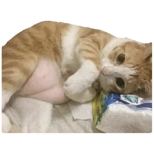 😸 Стикер «Anak_kucing» для Telegram