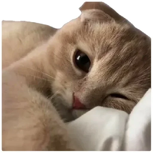 😍 Стикер «Anak_kucing» для Telegram