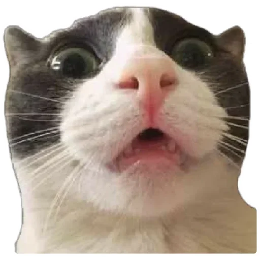 😸 Стикер «Anak_kucing» для Telegram
