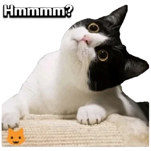 😳 Стикер «Anak_kucing» для Telegram