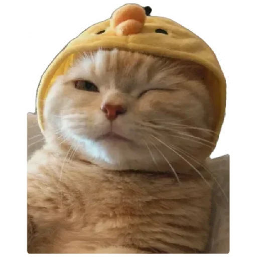😸 Стикер «Anak_kucing» для Telegram