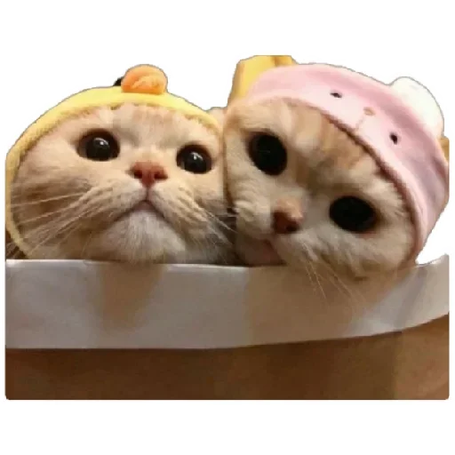 😸 Стикер «Anak_kucing» для Telegram