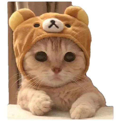😸 Стикер «Anak_kucing» для Telegram